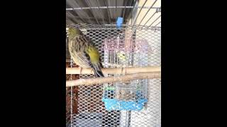 Fife Fancy Canary singing Idalium Cyprus [upl. by Abbe]