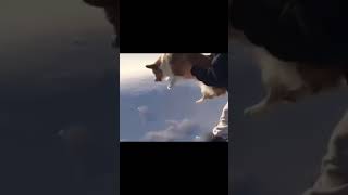 Biggest jump by a dog ever🤣 funny viral explorepage [upl. by Nulubez]