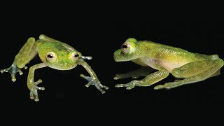 Hyalinobatrachium yaku  a new glassfrog from Ecuador [upl. by Anele]