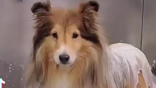 Adorable Sheltie  Senior Shetland Sheepdog [upl. by Neirual]