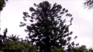 Pino Bunya Araucaria bidwillii [upl. by Ait705]