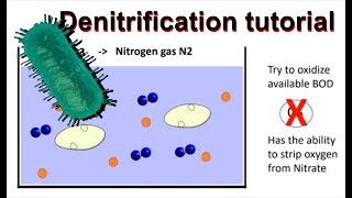 How does denitrification work and simultaneous nitrificationdenitrification [upl. by Amoritta]