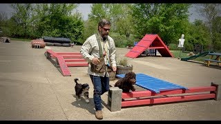 Goldendoodle Labradoodle Bernedoodle Training Session [upl. by Clo]