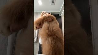 The real life Clifford the Big Red Dog goldendoodle transformation bigdog fluffydog [upl. by Eletnahc]