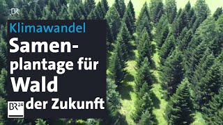 Klimawandel Samenbanken für Wälder der Zukunft  Abendschau  BR24 [upl. by Kristoffer]