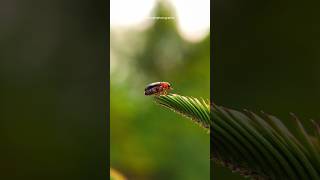 Macro photography using smartphone 🤯🔥photography shorts youtubeshorts [upl. by Ragnar]