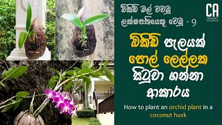 ඕකිඩ් පැලයක් පොල් ලෙල්ලක සිටුවා ගන්නා ආකාරය  How to plant an orchid plant in a coconut husk [upl. by Eeresid605]