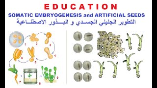 Somatic Embryogenesis Artificial seeds  بذور اصطناعية [upl. by Ymac]