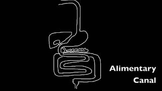 614 Draw and label a diagram of the digestive system [upl. by Mahda]