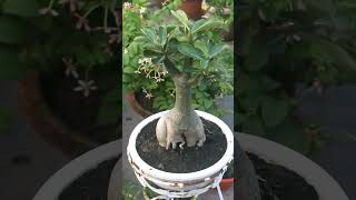 PERFECT Result After Adenium Pruning [upl. by Edea]