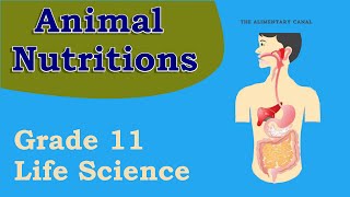 Animal nutrition Life Sciences grade 11 parts and their functions [upl. by Aehr]