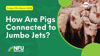 How Are Pigs Connected To Jumbo Jets [upl. by Amliv]