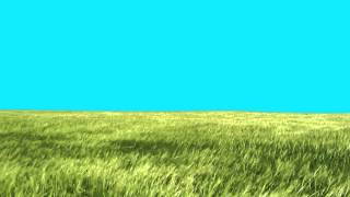 Green Screen Lawn High Grass moves with the wind HD  Footage PixelBoom [upl. by Migeon]