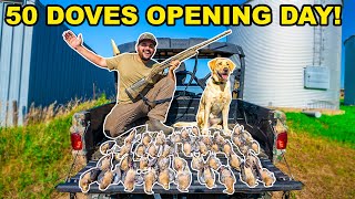 LIMITED OUT Dove Hunting OPENING DAY Catch Clean Cook [upl. by Basilius117]