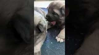 Kerries Litter  Norwegian Elkhound Puppies [upl. by Anhej]