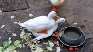 White Ducks Mating at Duck Pond UK Water Birds [upl. by Eisele]