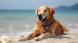 Dog Music  Relaxing Sounds for Dogs with Anxiety Helped 4 Million Dogs Worldwide [upl. by Macur]