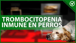 🐕 TROMBOCITOPENIA INMUNE en perros Qué es causas síntomas y tratamiento 😞🐕 [upl. by Melamed]