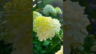 Panicle hydrangea flowers garden hydrangea [upl. by Llerrac]