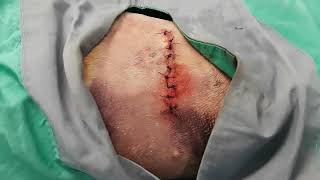 Flail chest repair in a dog shorts trauma [upl. by Anitroc83]