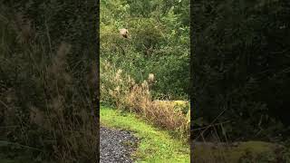 Have a Pheasant Day pheasant wildlife nature [upl. by Alben212]