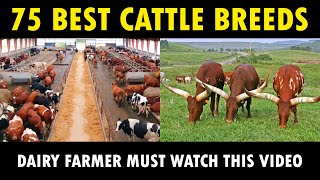 Best Cow Breeds  75 Cattle Breeds  Discover Agriculture [upl. by Assilak358]