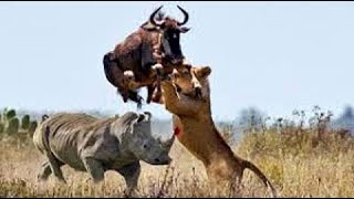 Big battle craziest of Rhino vs Wild Animal  Lion Leopard Elephant Hyenas vs Rhino [upl. by Fairbanks]