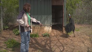 Why Cassowaries Are the Most Dangerous Bird on the Planet [upl. by Anuqahs]