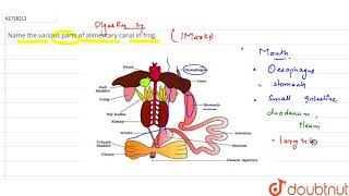 Name the various parts of alimentary canal in frog [upl. by Rhpotsirhc]