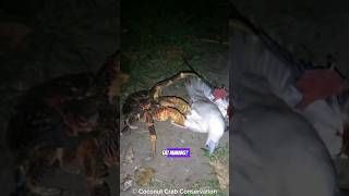 Coconut Crabs Eat Humans 🤔 [upl. by Eveiveneg278]