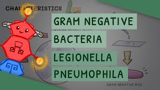 Gram Negative Bacteria Legionella Pneumophila [upl. by Ailahk]