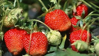 How to Grow Strawberries Organically  Complete Growing Guide [upl. by Eignav]