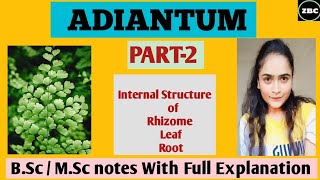 ADIANTUM PART2  Internal Structure of RhizomeLeafRoot  Notes with Full Explanation ZBC [upl. by Annawd]