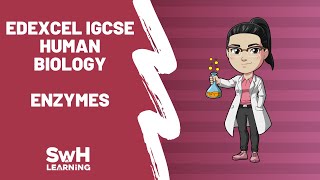 Enzymes  Edexcel IGCSE Human Biology [upl. by Enej473]