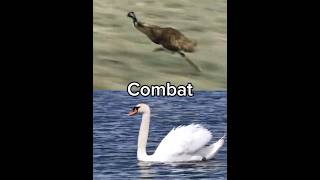 Doing Your Requests 11  Emu vs Mute Swan Moa vs Mollie Macaw [upl. by Beffrey]