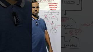 Mechanism of enzyme catalyst l Tala chabi mechanism [upl. by Koblas800]