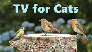 Cat TV  Birds for Cats to Watch in Blue Flower Garden [upl. by Fadden]