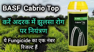 BASF Cabrio Top करें अदरक में झुलसा रोग पर नियंत्रण। ये Fungicide का एक नंबर रिजल्ट हैं [upl. by Dorine]