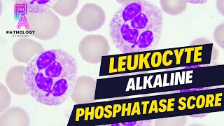 LAP SCORE Leukocyte Alkaline Phosphatase Score  By Dr Aditi Kumar [upl. by Ecadnac]