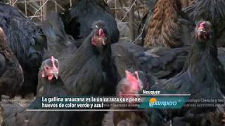 La gallina de los huevos azules [upl. by Menzies]