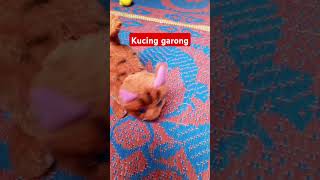 kucing garong [upl. by Zsolway]