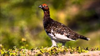 Varanger Norway Bird Photography [upl. by Mariko]