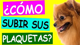 ¿CÓMO SUBIR las PLAQUETAS de Un PERRO [upl. by Aiyt]