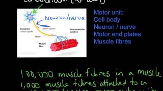 Motor Units and Muscular Contractions [upl. by Ainyt]