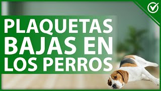 🐩 ¿Qué son las plaquetas bajas en los PERROS  Significado en la salud de tu can 🐩 [upl. by Alasdair]