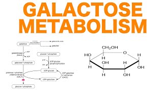 Galactose Metabolism [upl. by Darby]