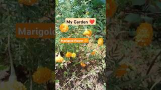 Marigold flower of my garden 🌼 positivevibes gardening gardeningideas gardenplants flower [upl. by Ronoc]