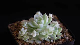 Echeveria prolifica f variegata [upl. by Auqinahs566]