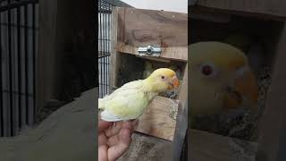 Love birds growth day by day creamino decino albino [upl. by Bozovich338]