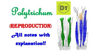 Bryophyta Polytrichum Reproduction [upl. by Erodroeht]